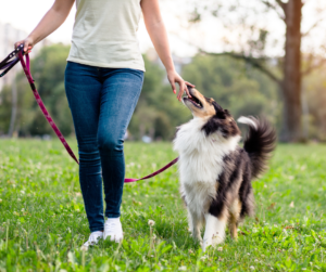 Looking for a professional pet sitter or dog walker?