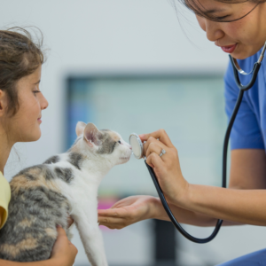 A cat at the veterinarian 