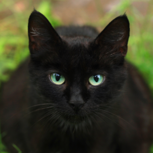 A beautiful black cat with green eyes