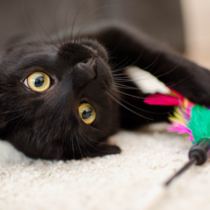 A playful black cat