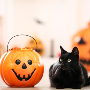 A black cat & a jack-o-lantern