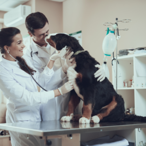 A dog at the veterinarian