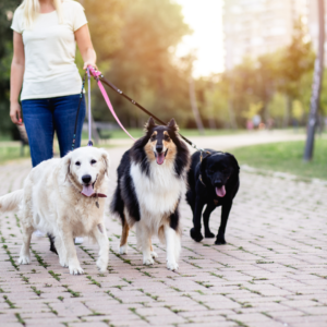 A Professional Dog Walker