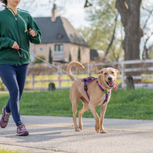 A dog and owner getting some exercise