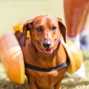 Hot dog dog costume