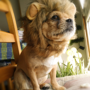 Lion mane dog costume