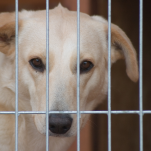 A Shelter Dog