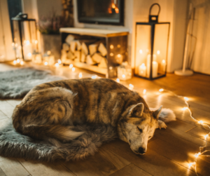 A dog sleeping indoors