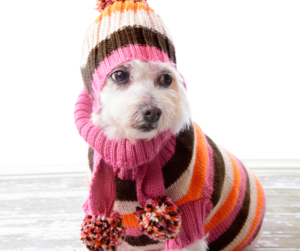 A dog dressed in warm winter gear