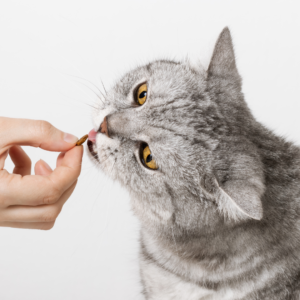 A cat receiving a treat