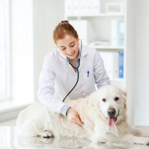 A dog at the veterinarian