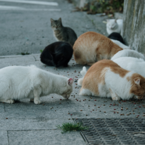 A group of stray cats