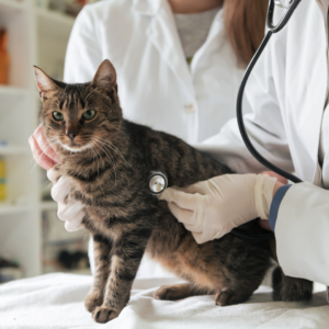 A senior cat at the veterinarian 