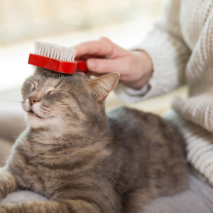 A senior cat being brushed 