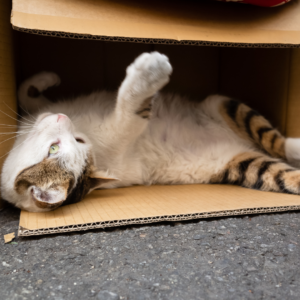 A cat playing in a cardboard box