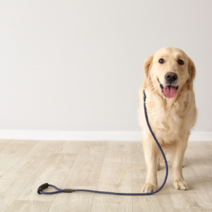 A dog ready for an indoor walk