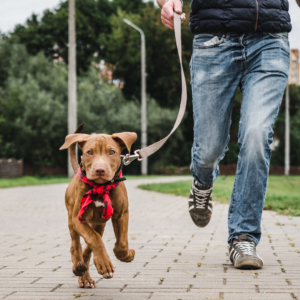 A dog and owner getting exercise