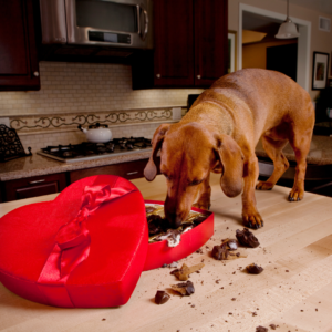 A dog eating Valentine's Day candy