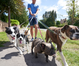 A professional dog walker