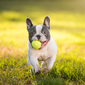 A happy dog playing fetch