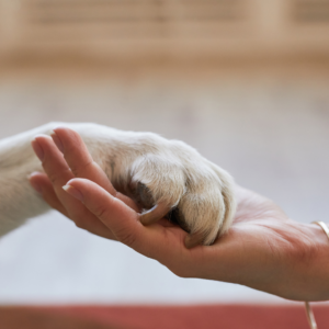 Holding hands with a furry friend