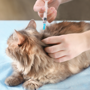 A cat receiving a vaccination 