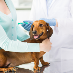 A dog receiving vaccinations 
