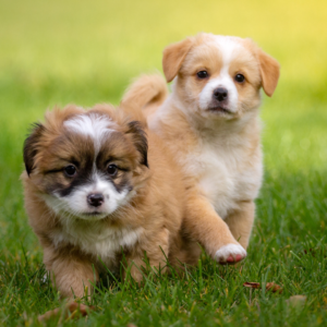 Two curious puppies