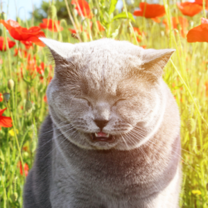A sneezy cat