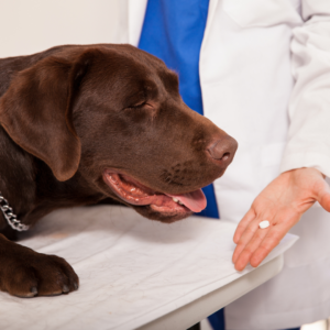 Giving a dog heartworm medication 