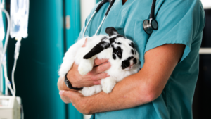 Rabbit at the veterinarian 