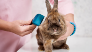 Rabbit grooming