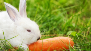 Rabbit eating a carrot