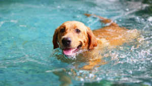 A swimming dog