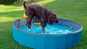 Kiddie pool for dogs