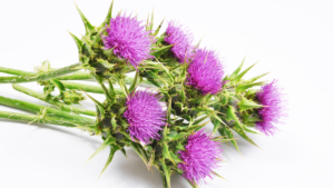 Milk Thistle