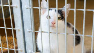 A shelter cat in need of adoption