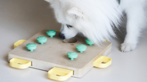 Use interactive puzzle toys to promote stimulation