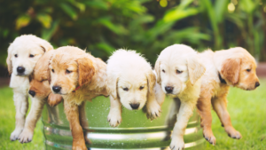 Why avoid pet store puppies?