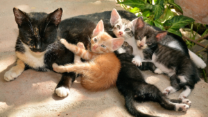 Help reduce cat overpopulation 