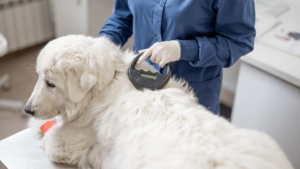 How pet microchips work