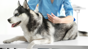 Protect your pet's health