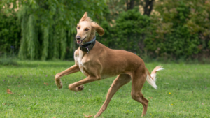 A Saluki breed