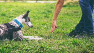 Use hand signals to communicate with your deaf dog